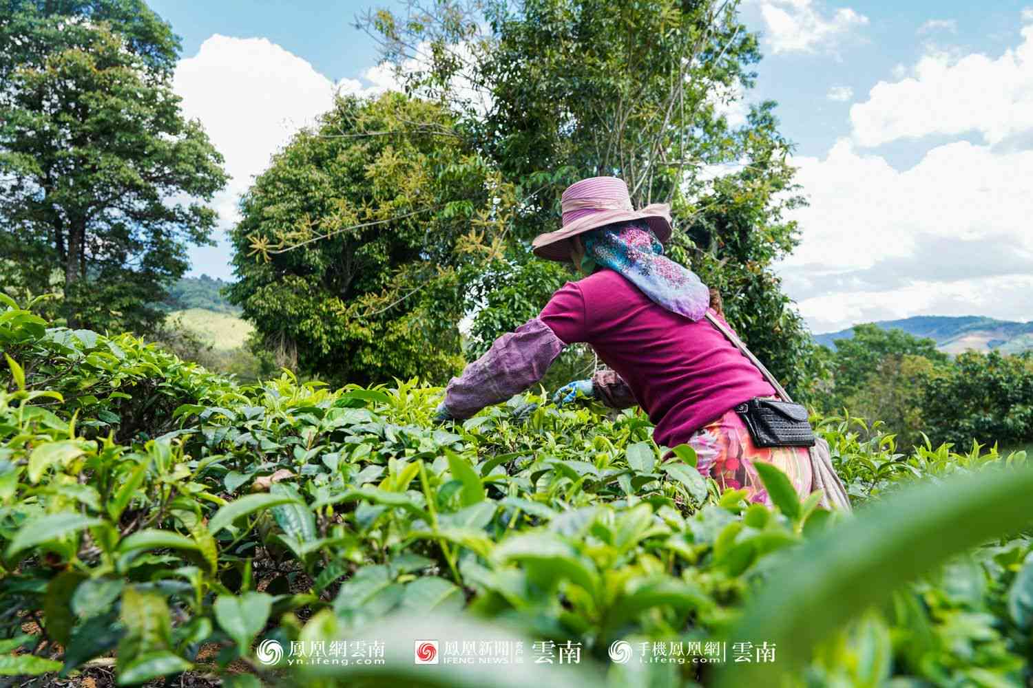 西双版纳顶级茶山普洱茶品质之旅