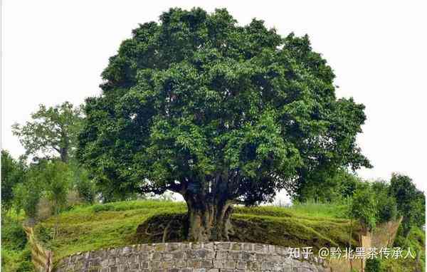 金莲古树2017年的价格、品质、种植方法以及历文化背景全面解析