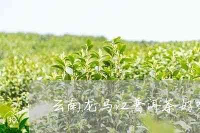 龙马江普洱茶09年价格及龙马茶叶分公司云南茶业产品信息