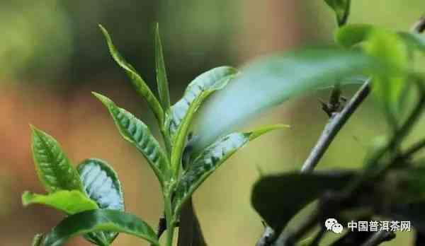 普洱茶纯料指的是只选用普洱茶树的新叶子，不添加其他物质制作的茶叶。