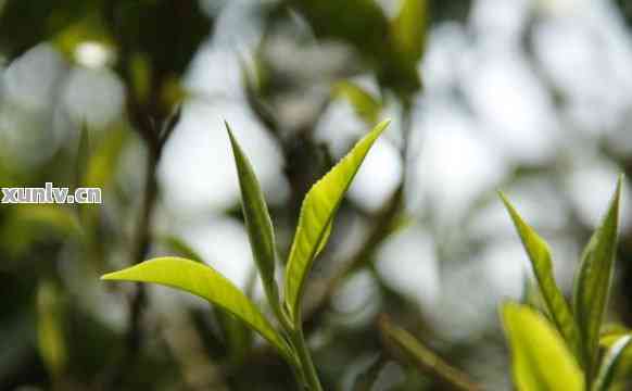 普洱茶纯料指的是只选用普洱茶树的新叶子，不添加其他物质制作的茶叶。