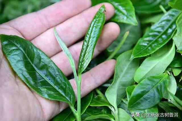 普洱茶纯料指的是只选用普洱茶树的新叶子，不添加其他物质制作的茶叶。