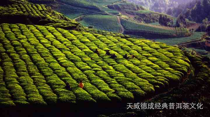 探索普洱茶之源：麻黑山头的产地及其独特魅力