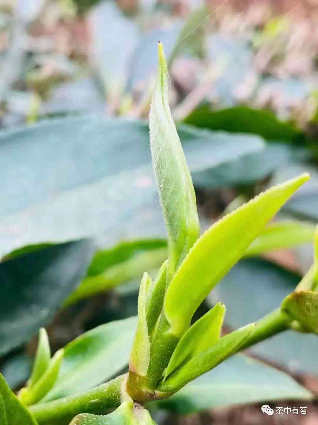 女生喜爱！尝试兰花茶与普洱茶的美妙搭配，感受独特的花香与普洱茶的醇厚