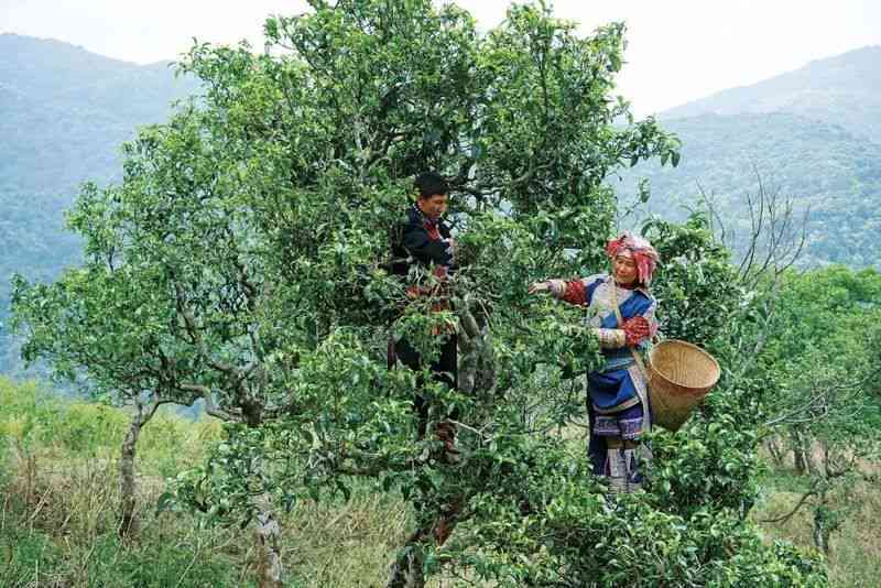 普洱茶树龄与口感的关系：何时的古树普洱最易饮？