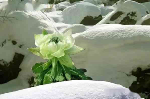 冰花雪芙蓉有绿色的吗