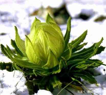 冰花雪芙蓉有绿色的吗