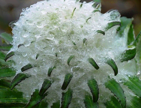 冰花雪芙蓉有绿色的吗