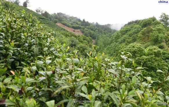 羊角山茶叶价格及产地：南漳，功效作用及茶厂信息一览