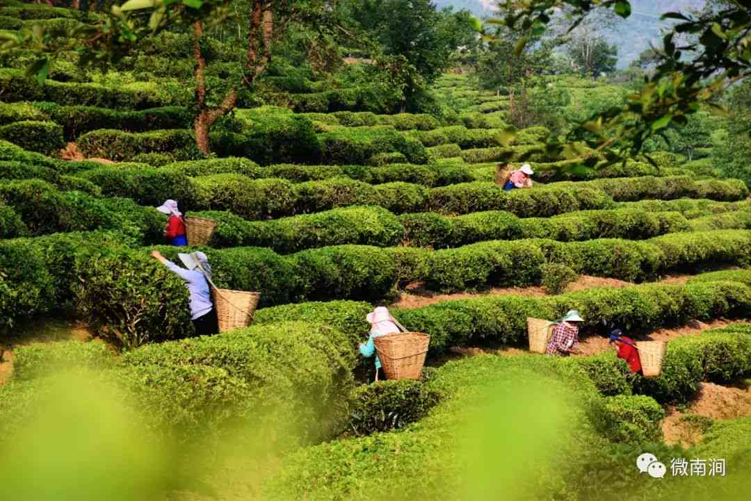 南漳羊角山茶厂：优质普洱茶的生产之地