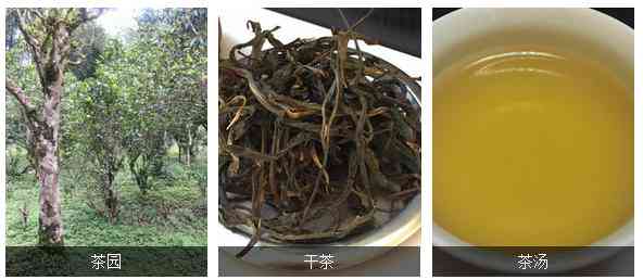 景迈大寨普洱茶春茶2022生茶特点