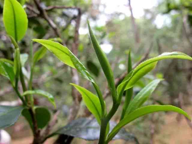 兰花与普洱茶间的香气对比：一场花香与茶香的较量