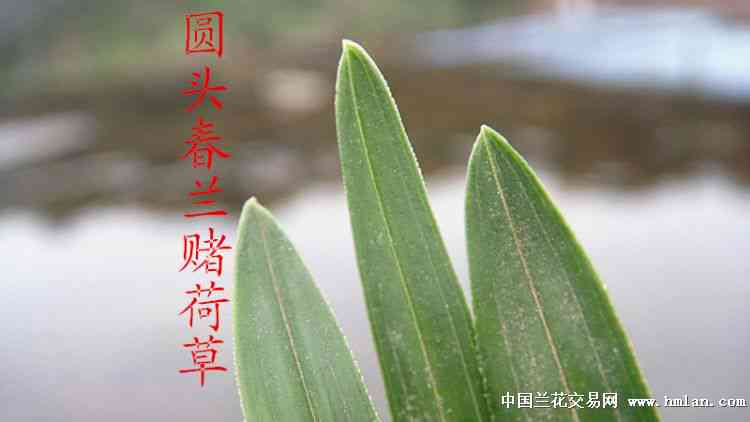 兰花与普洱茶的区别：兰花香的普洱茶与普草之间的区别