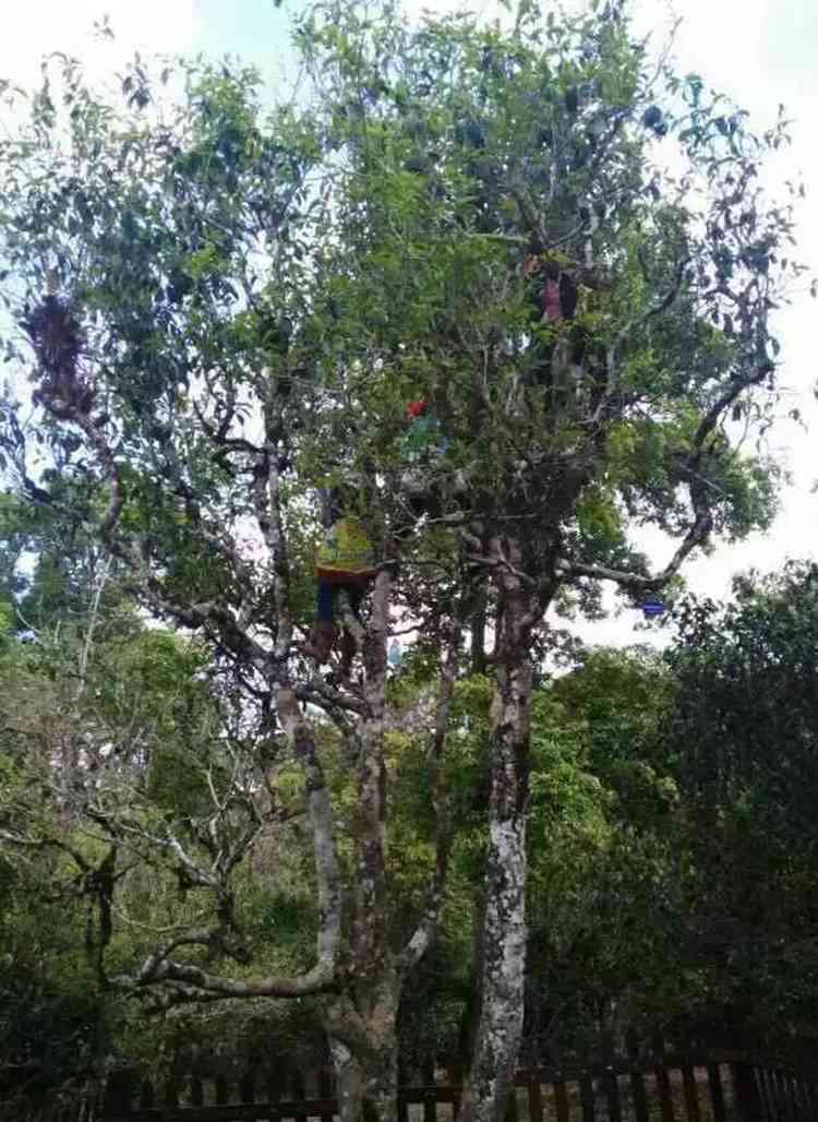 石头寨古树茶批发价格及普洱茶货源