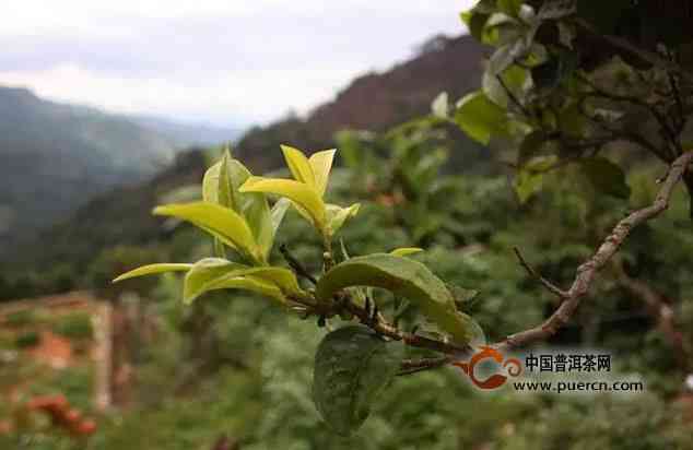 云南普洱茶十大名寨特点介绍：探索古树茶的魅力与传承