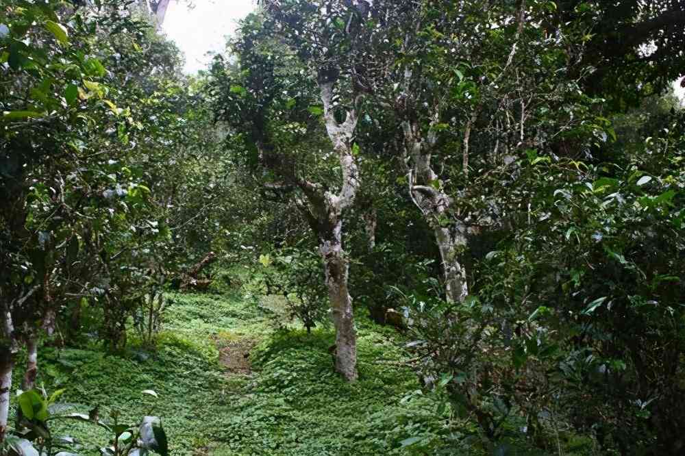 云南普洱茶十大名寨特点介绍：探索古树茶的魅力与传承