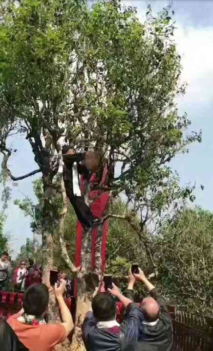 5000人围观抢普洱茶高货，名山古树茶珍稀品种成点