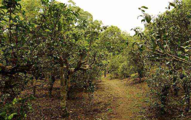 云南景迈普洱茶：生熟古树357,价格特点青茶全解析