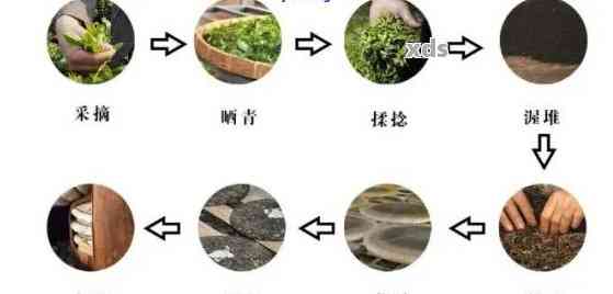 探究普洱茶的精工艺及其独特制作流程：从生茶到熟茶的完美转变