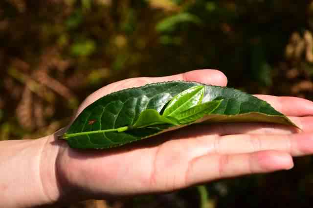 云南大叶普洱糯米香茶：一种独特的植物香茶体验