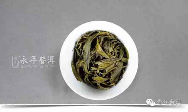 新普洱茶新茶品尝与品鉴指南：如何挑选、冲泡和品评优质普洱新茶