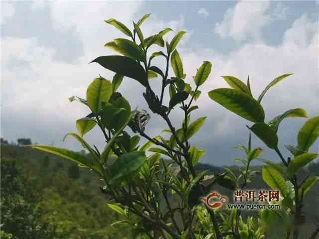 云南普洱茶各山头2019春茶最新价格一览表