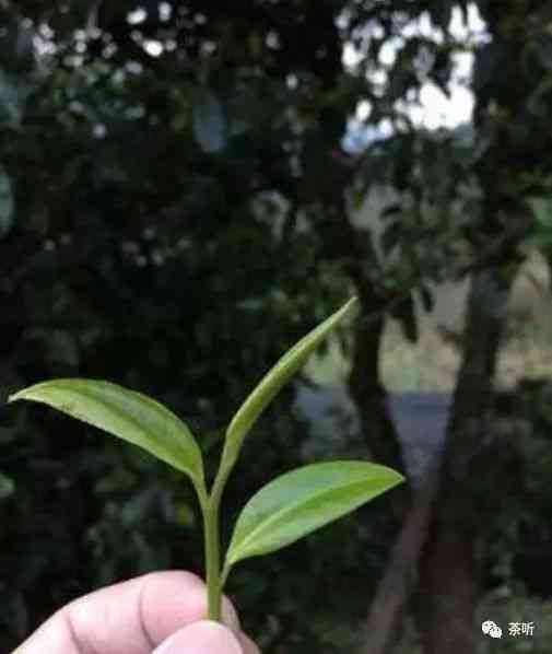 云南普洱茶各山头2019春茶最新价格一览表