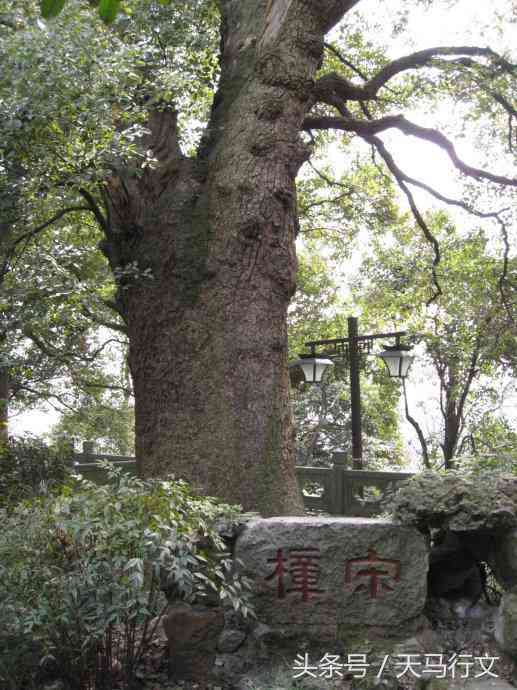 普洱茗香茶：品味古树韵味，领略茶文化的独特魅力