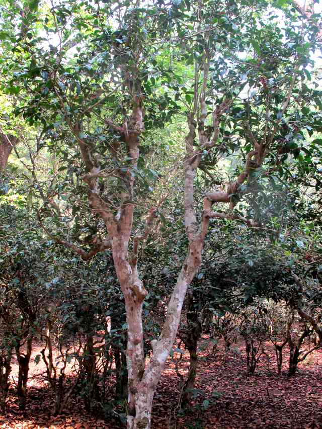 普洱景迈山古树茶价格查询：了解特色与景区，享受纯正口感