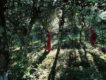 普洱景迈山古树茶价格查询：了解特色与景区，享受纯正口感