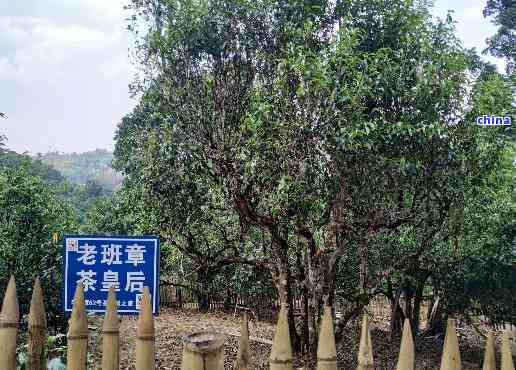 探究500年老班章古茶树的独特魅力及其珍贵价值