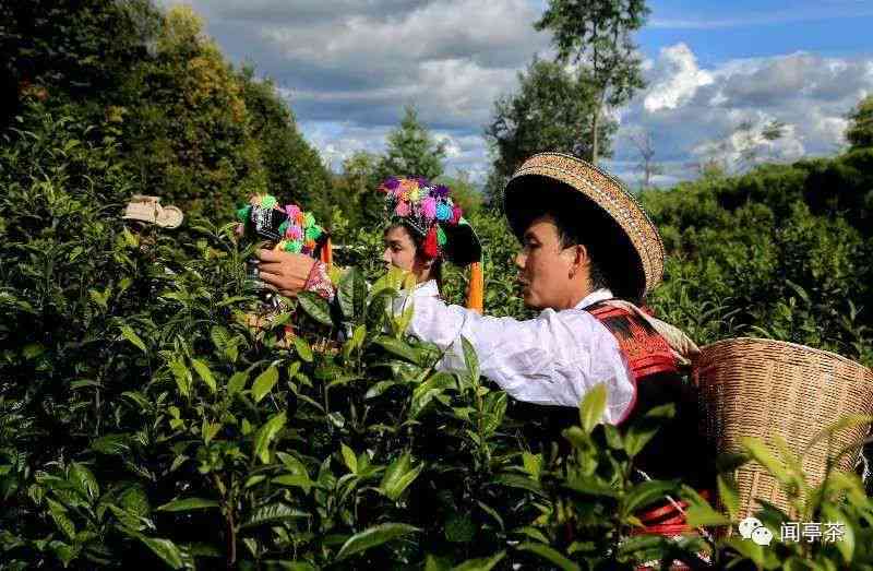 新六堡茶与普洱茶的对比：哪个具有更显著的功效与作用？