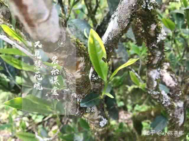 探究普洱茶返青现象及其处理方法：一款茶叶的深奥秘密