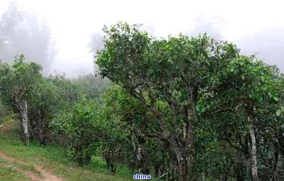 古树普洱茶的树种排名：极指南与推荐品种