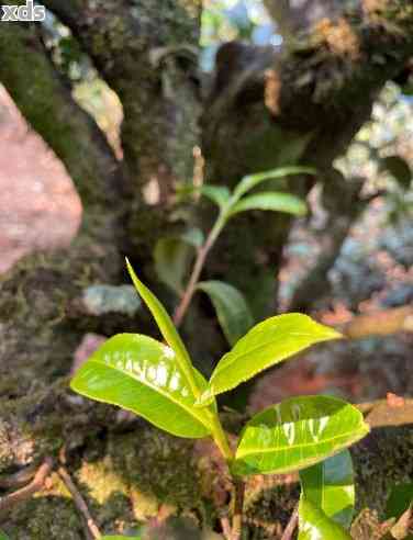 古寨春普洱茶：天云系的全方位品鉴与选购指南