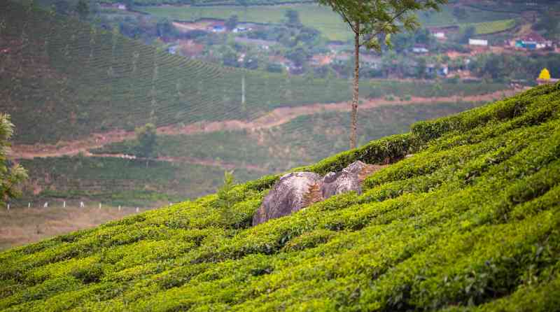 探索勐海茶山：更高海拔地区的独特魅力与制茶工艺