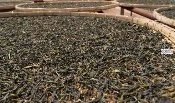 探索普洱茶的制茶工艺与生茶制作流程：从详解到实践