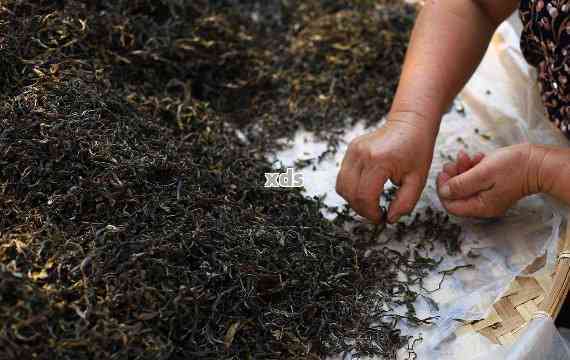 普洱茶制作步骤详解：从采摘到成品，一步步了解普洱茶的魅力与工艺。