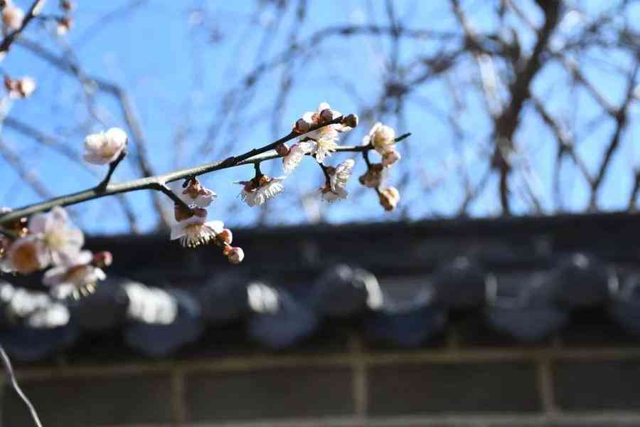 云南春韵普洱茶饼100克，茶香四溢，口感醇厚，批发价优，欢迎选购！