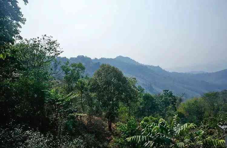 云南临沧布朗山：六大茶山之一的普洱茶名山，景迈古树茶的特点与魅力