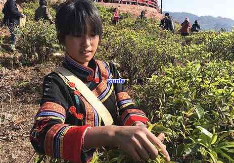 探究老乌山古树茶的独特魅力：品种、产地、口感、制作工艺等全方位解析