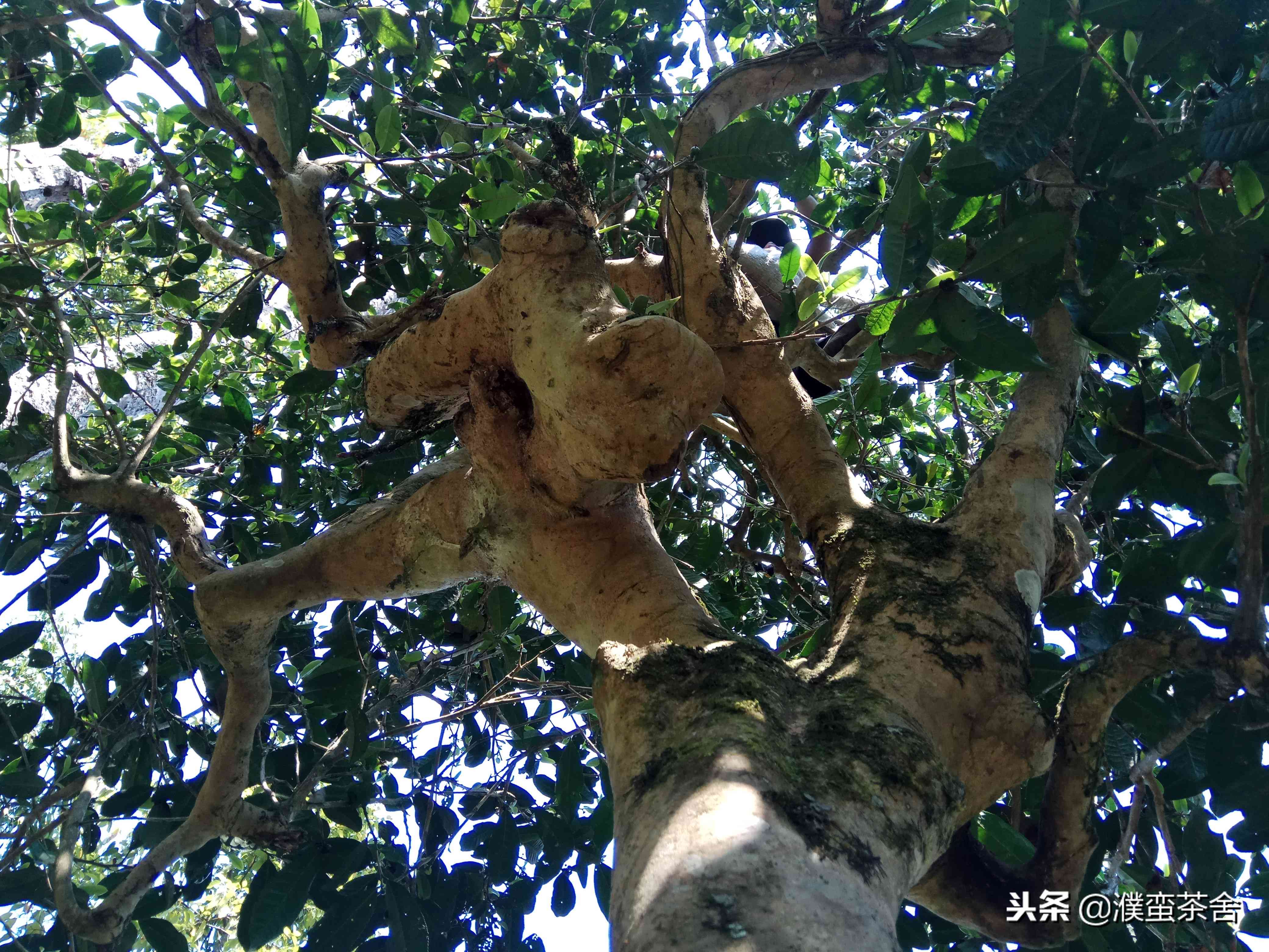 兰花茶配普洱茶的功效