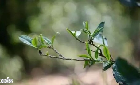 薄荷塘普洱茶是什么意思，口感如何，功效与作用？