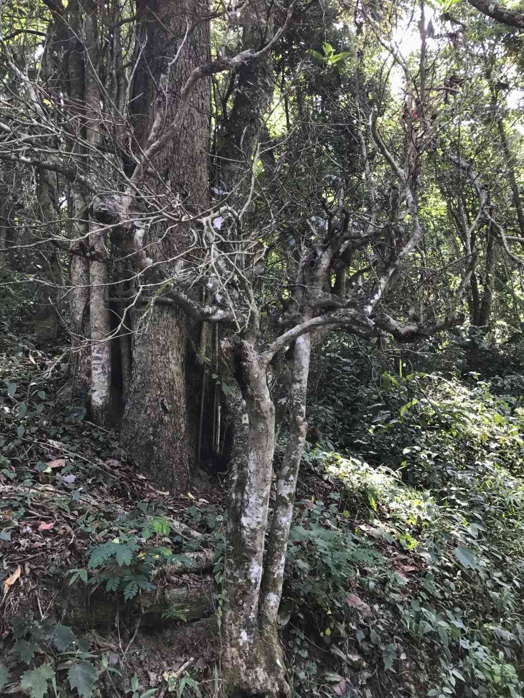 云南山区独特生态环境下的古树普洱茶魅力探秘