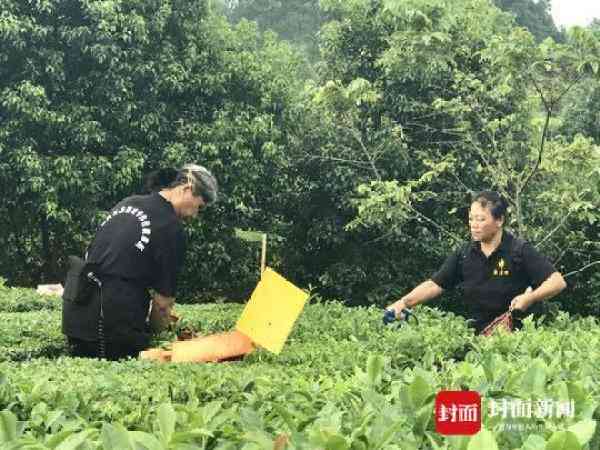 新云南普洱茶区主要产茶种类及其产量分析