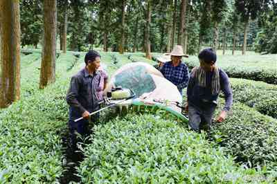 新云南普洱茶区主要产茶种类及其产量分析