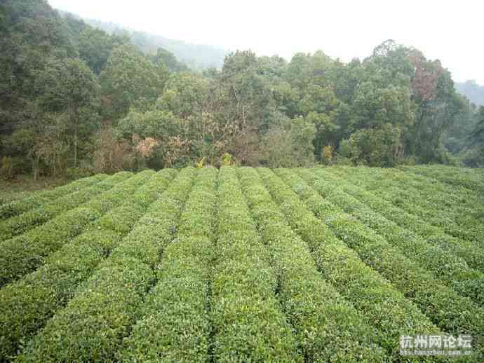 2007年产六大茶山印级普洱生茶：独特风味与珍藏价值一览