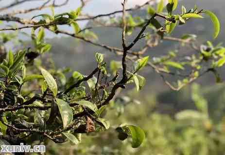 古树龙珠普洱茶价格及品质分析，了解如何选购和品鉴这款名茶