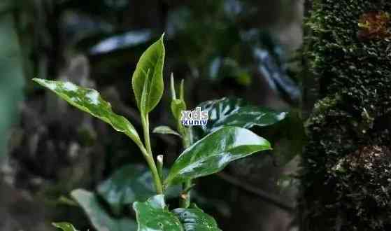 薄荷叶与普洱茶结合的独特生茶——解析普洱薄荷塘生茶的特征与清凉口感