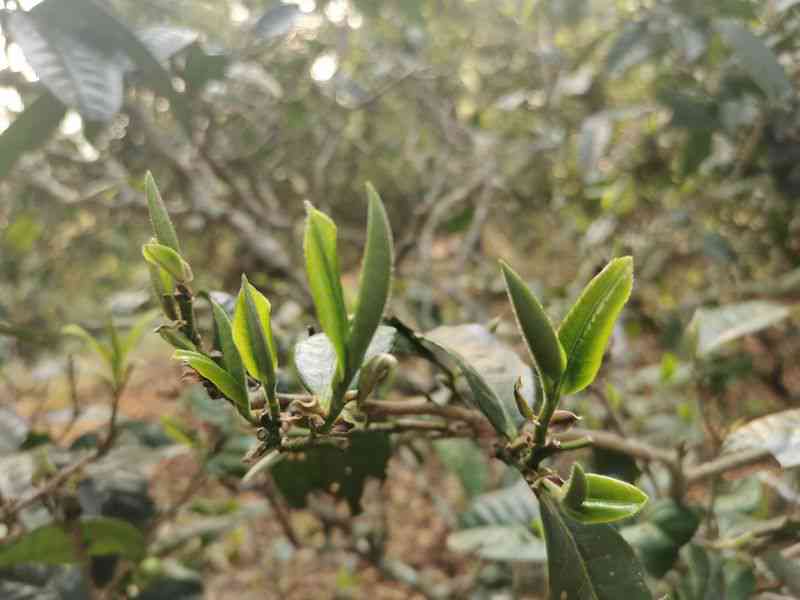 迷帝普洱茶有大叶的吗